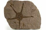 Fossil Brittle Star (Ophiura) With Two Carpoids - Morocco #322498-1